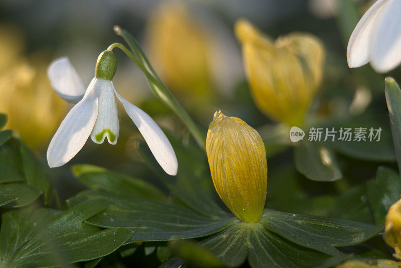 冬天的附子和雪花莲在春天，特写