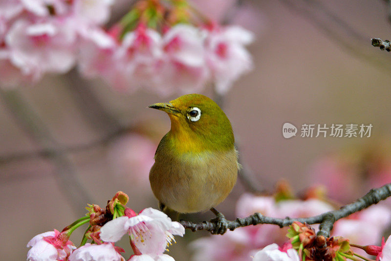 日本白眼睛享受吮吸樱花花蜜