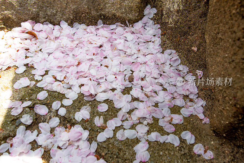 樱花的花瓣