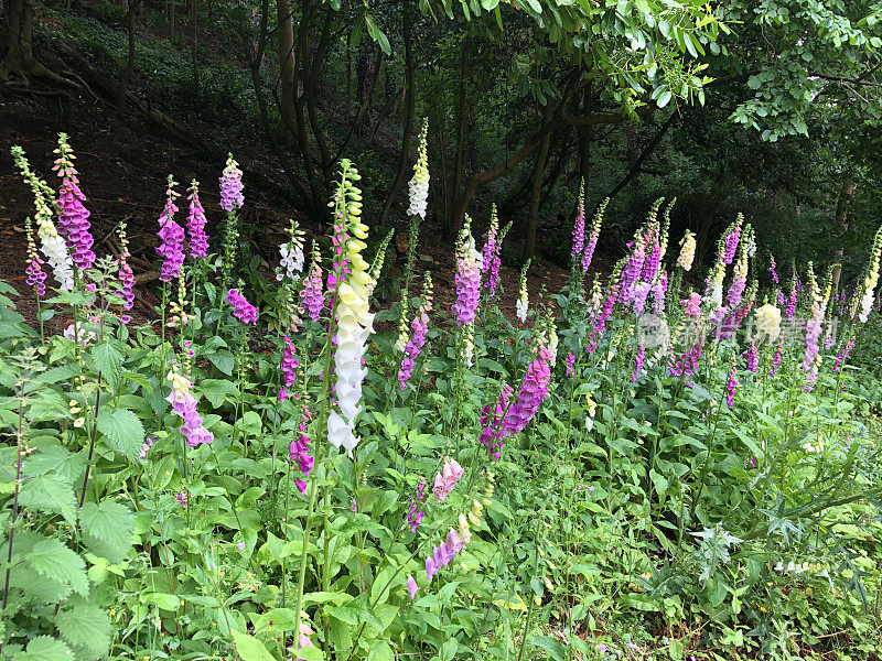 野生的粉红色毛地黄花生长在林地野生花园，有毒的有毒开花毛地黄与带刺的荨麻，黑莓和榛树在灌木丛与春天的叶子和杂草对英国橡树森林