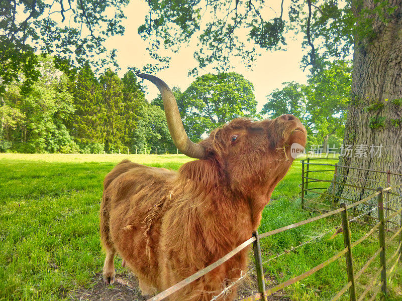 苏格兰高地的奶牛在搔痒