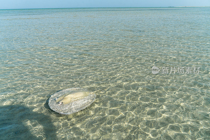 阿曼海中的水母