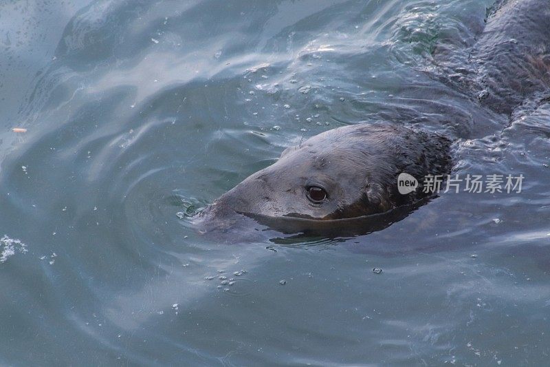 港海豹