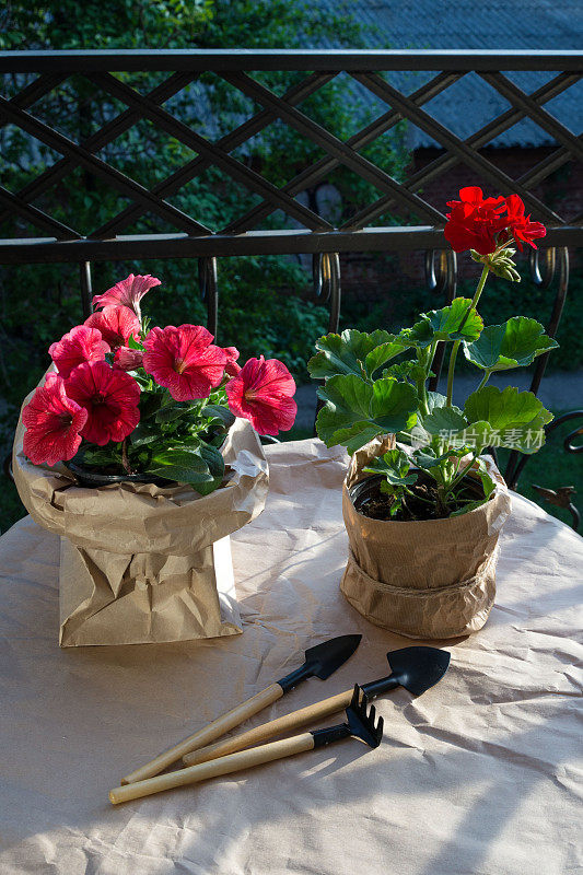 傍晚的阳光下，阳台上盛开着红色天竺葵花和粉色矮牵牛花。