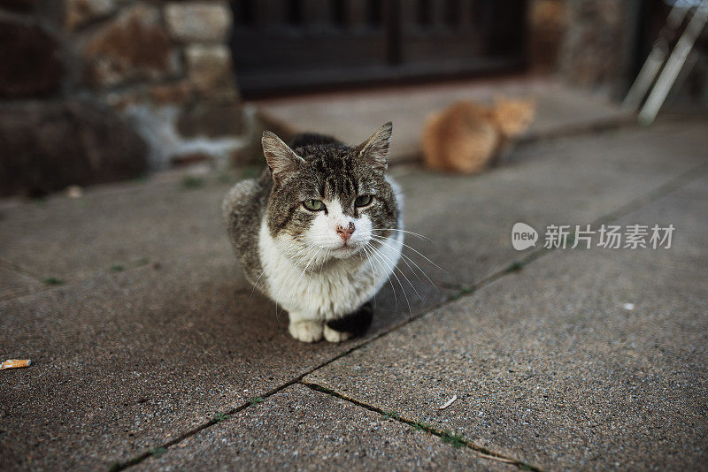 街上的猫