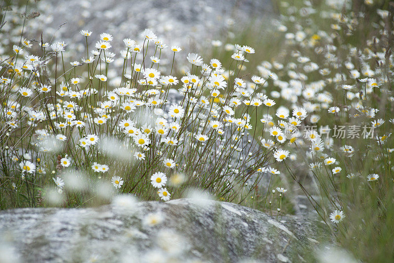 亚瑟山口国家公园城堡山的野生雏菊