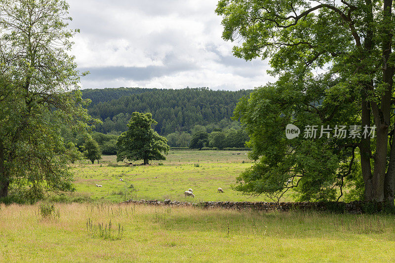 英格兰北约克郡荒原上，树木环绕着一群吃草的绵羊。