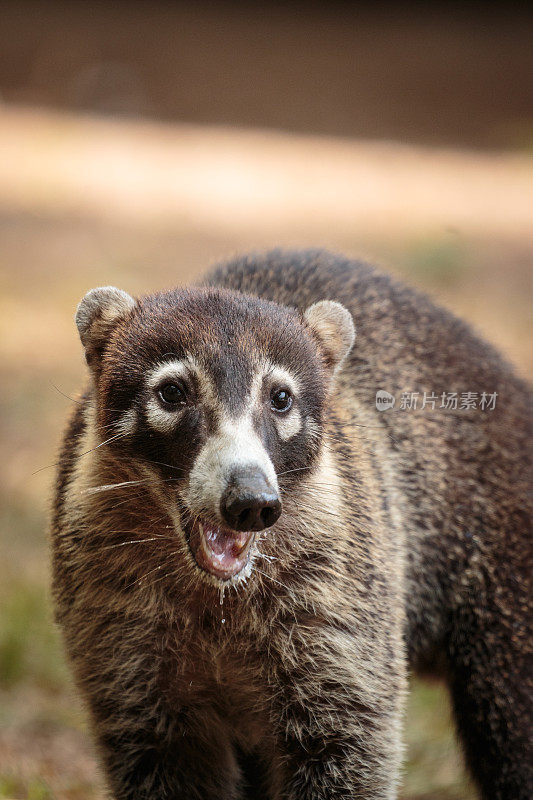 Coati在哥斯达黎加也被称为coatimundi