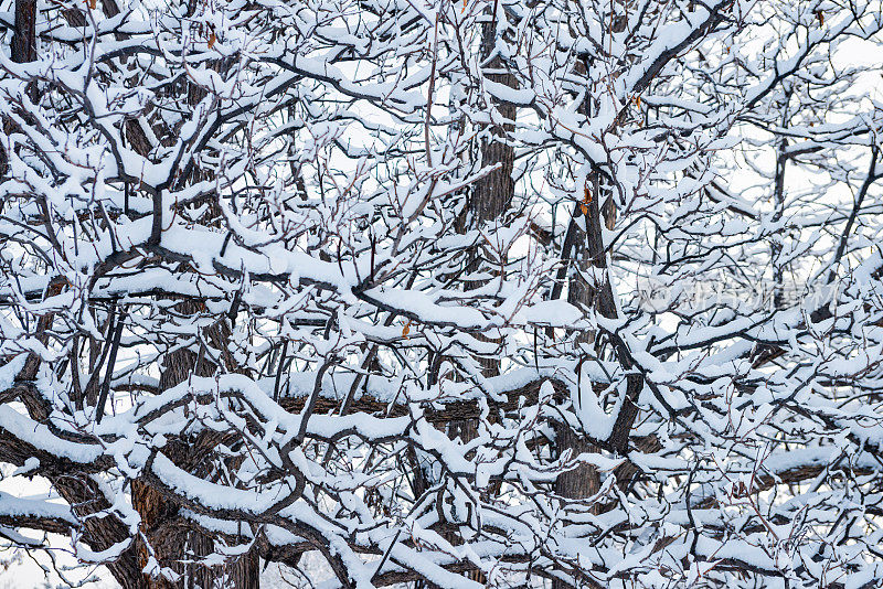 科罗拉多州丹佛市，白雪覆盖的树枝