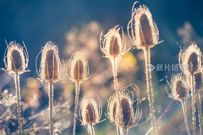 野生续断植物