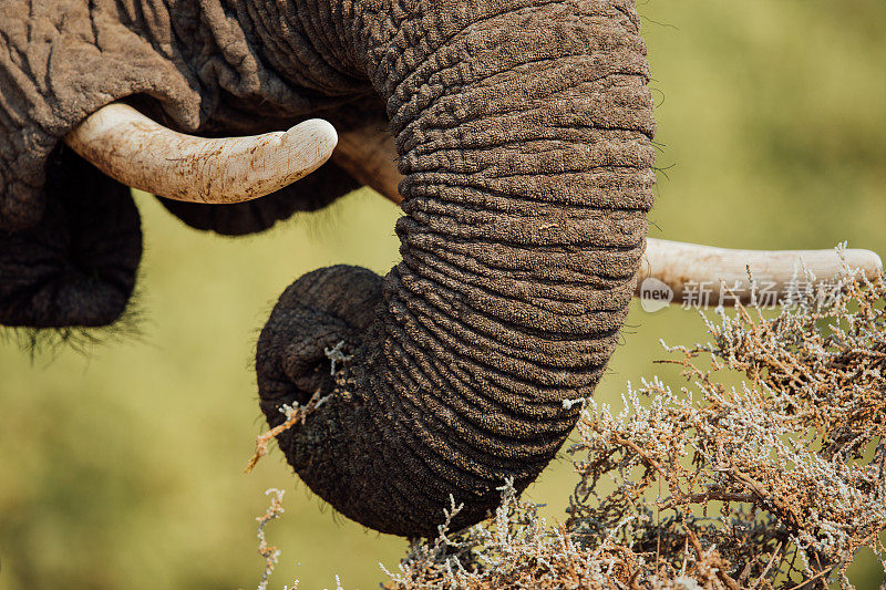 纳米比亚沙漠大象树干的特写