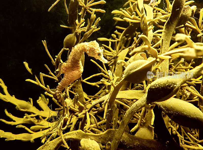 水族馆里的海马