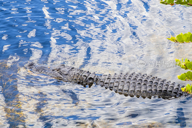 大柏树国家保护区的短吻鳄-佛罗里达(美国)
