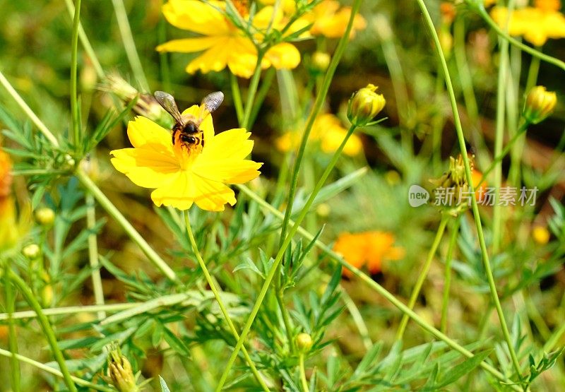 蜜蜂在向日葵上采集花粉