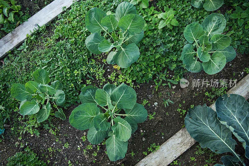 球芽甘蓝植物