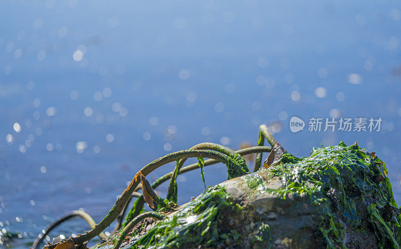 海洋生物