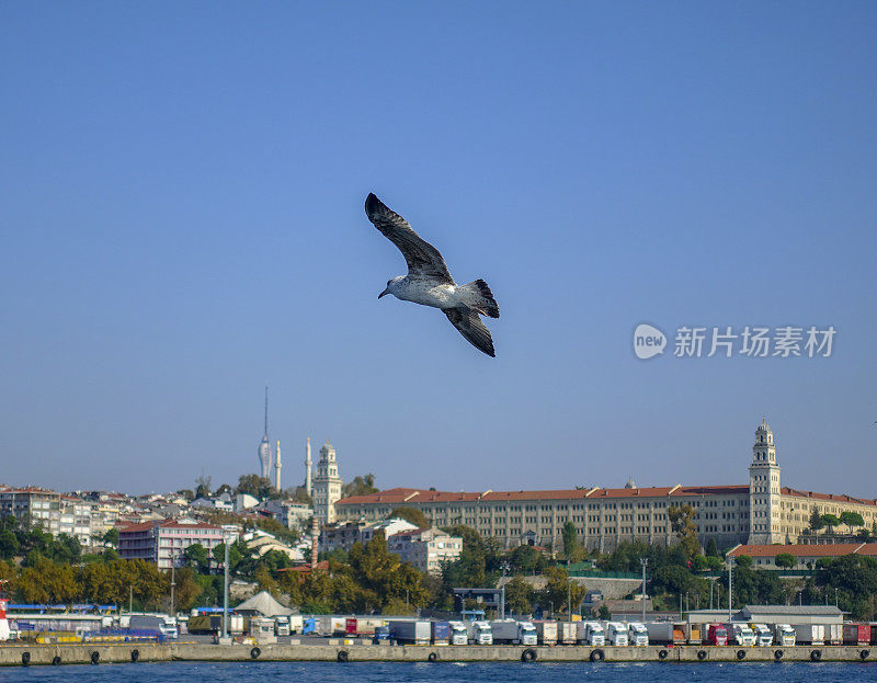 博斯普鲁斯海峡上的海鸥