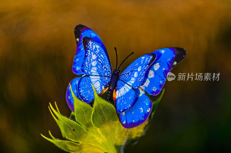 蓝色蝴蝶在清晨的大自然中飞翔