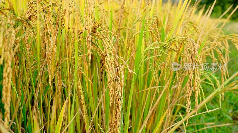 金色稻田背景