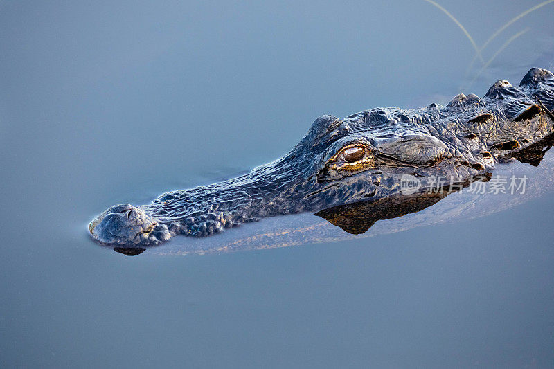 佛罗里达大沼泽地的短吻鳄