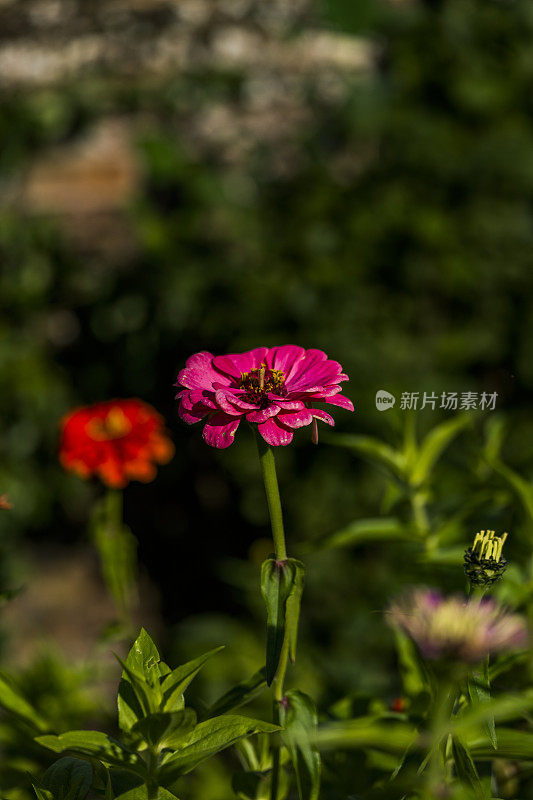 古老的围墙英国乡村别墅花园和分配与植物和鲜花