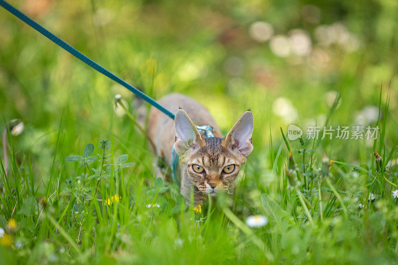 戴着宠物皮带的德文郡雷克斯小猫在草地上看着摄像机