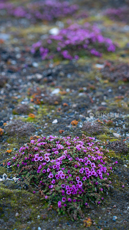 紫虎耳草，虎耳草，斯匹次卑尔根岛，斯瓦尔巴群岛
