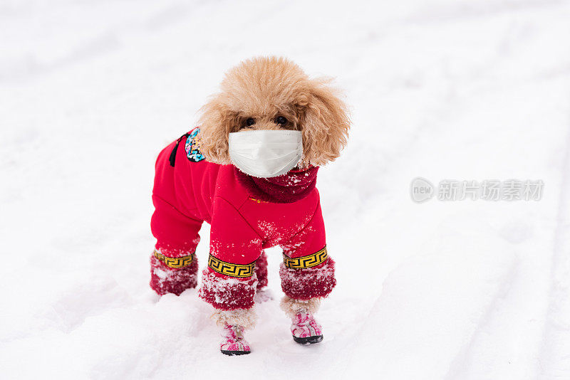 带面罩的小泰迪狗，可在雪地里预防病毒感染