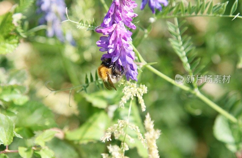 蜜蜂从紫色的野花上采集花蜜