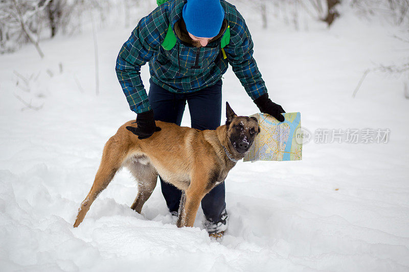 比利时牧羊犬马利诺犬在雪中与一名男子玩耍