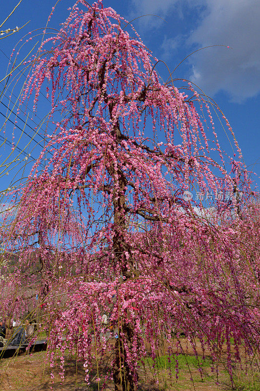 粉白垂梅花盛开在索加贝修梅花林中