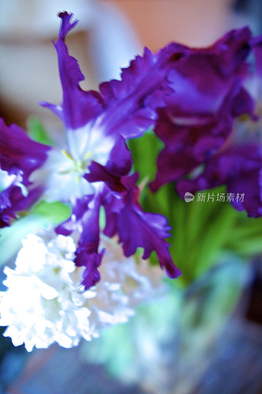 一束紫丁香，紫色的鹦鹉郁金香