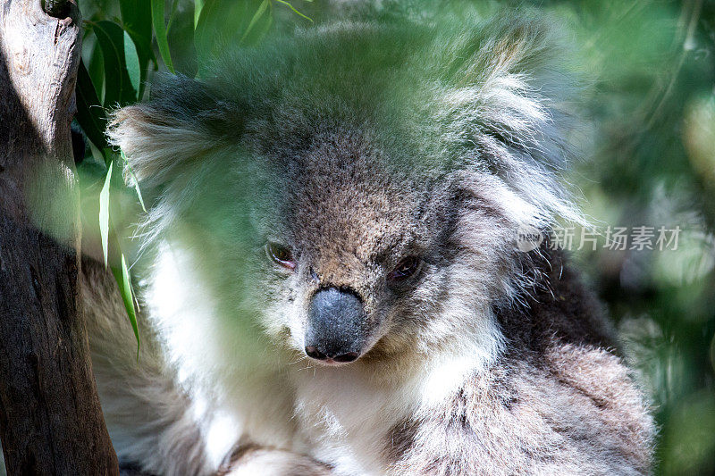 澳大利亚:考拉熊