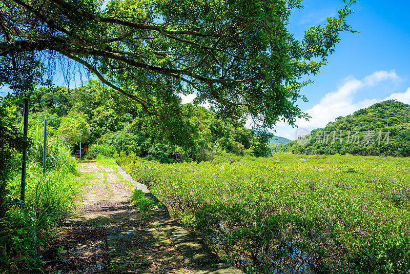 香港严田仔湿地