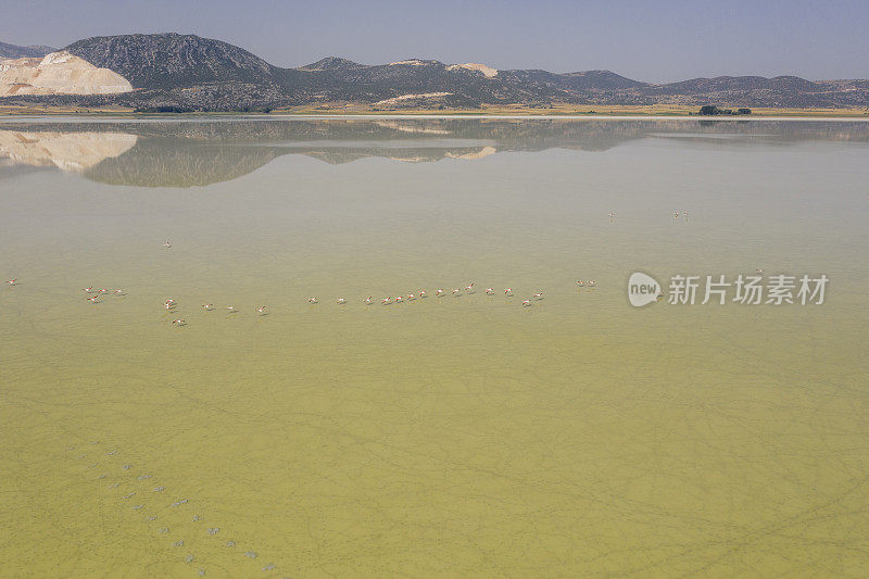 火烈鸟在湖上飞翔