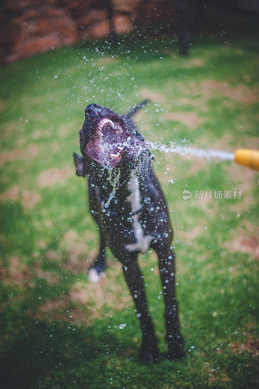 大丹犬在玩水，水从他嘴里喷涌而过。