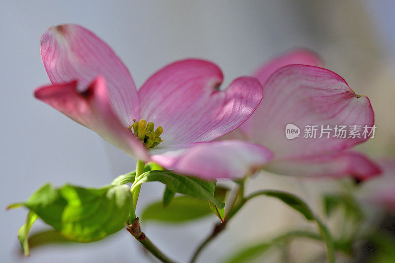 山茱萸花的极端特写照片，被花瓣状苞片包围