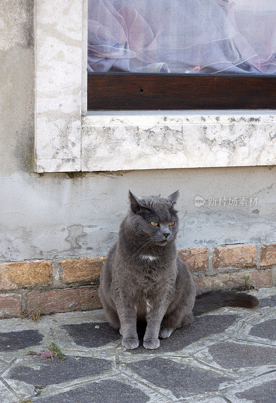 猫在街