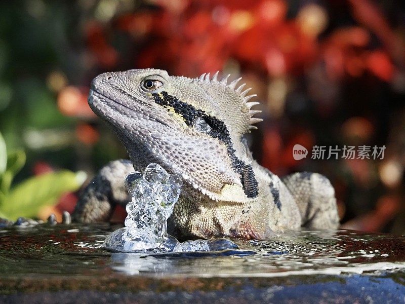 水龙坐在石头喷泉上