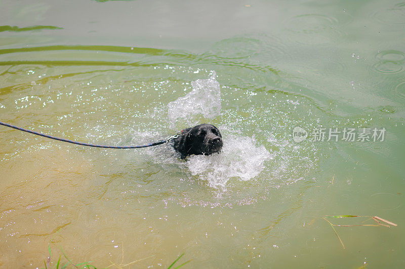 学游泳的狗