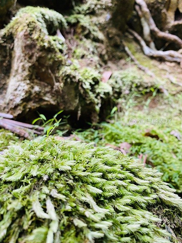 雨林苔藓特写镜头