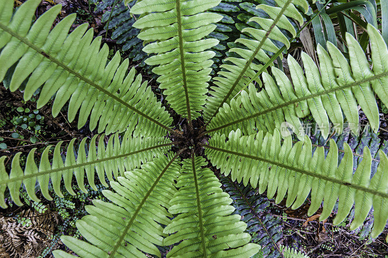 冠蕨，洛马瑞亚变色，也称为布氏变色。霍基提卡峡谷风景保护区。