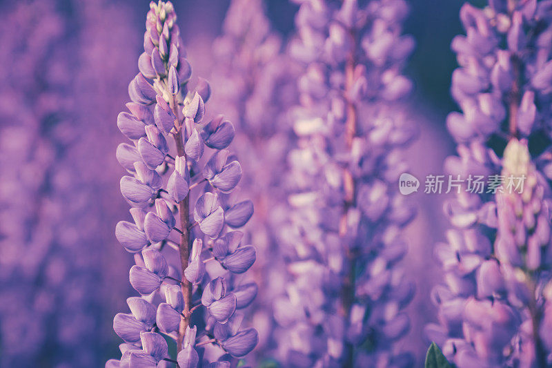 野生紫花背景