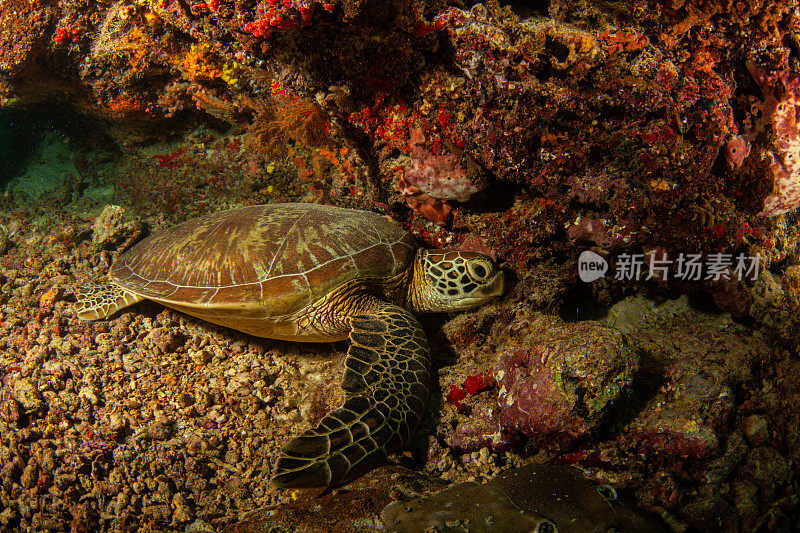 水下拍摄的绿海龟和玳瑁海龟