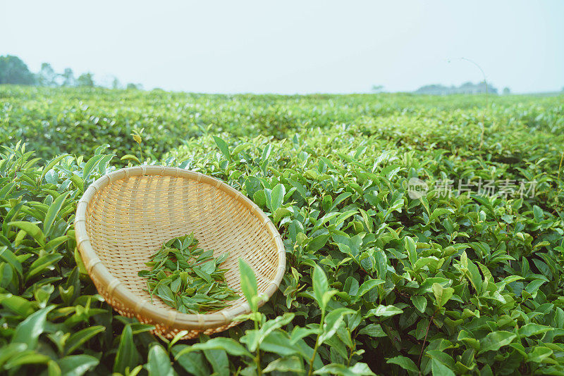 茶园中的采茶工具