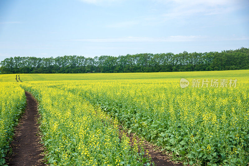 阳光明媚的夏日里，盛开的芥菜田。土路走得很远。