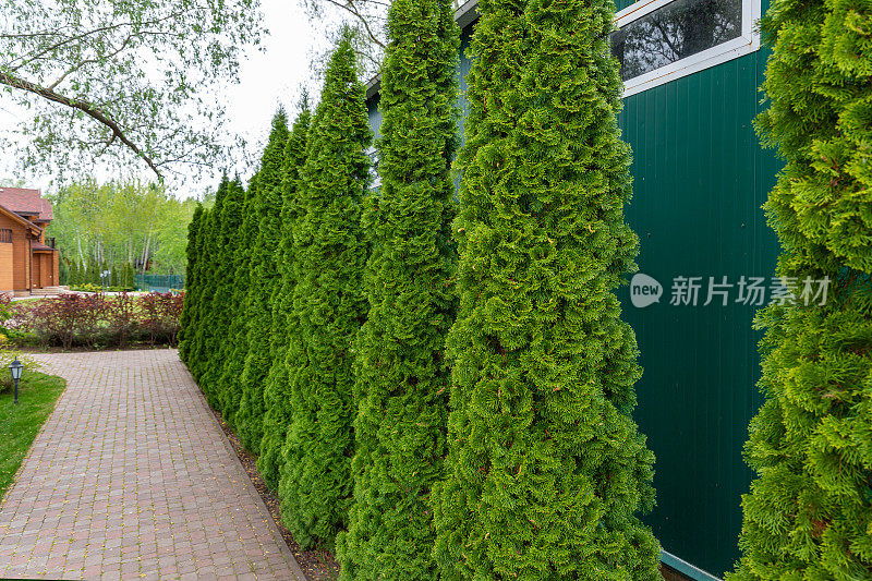 一排高大的常绿西花蓟树绿色的篱笆沿着小路在乡村小屋的后院。园林绿化设计、修剪和维护