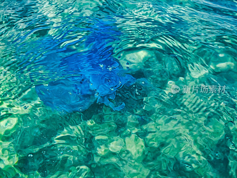 蓝色水母漂浮在水里。