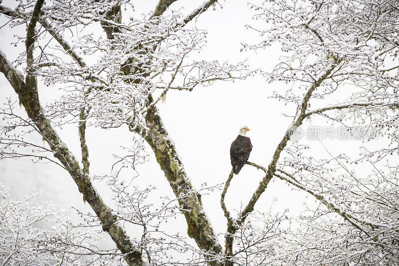 白头鹰栖息在多雪的树枝上。