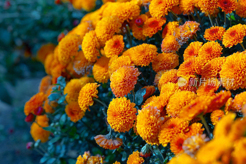 丰富的橙色菊花